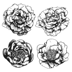Obraz premium Set of highly detailed hand-drawn peonies. Vector