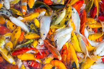 Koi Carps Fish