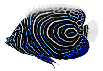 Emperor Angelfish. Pomacanthus Imperator