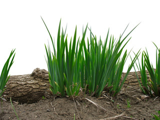 Fresh spring green grass and old wooden log isolated