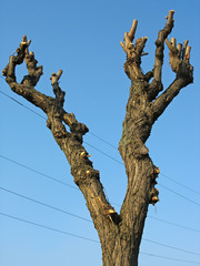 dried-up tree wooden log over blue sky