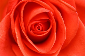 Beautiful red rose closeup