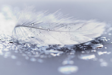 White feather with water drops © Nneirda