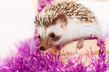 A cute little hedgehog - ( African white- bellied hedgehog ) © Nneirda