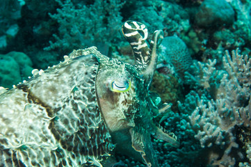 broadclub cuttlefish sefia latimanus indonesia diving diver