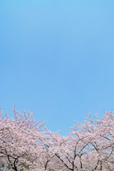 桜・青空