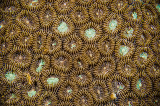 favia texture kapoposang indonesia scuba diving diver underwater