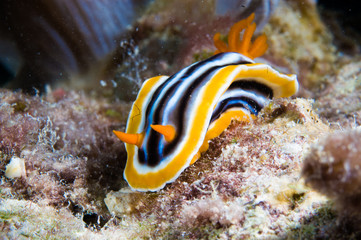 chromodoris nudibranch kapoposang indonesia diver scuba