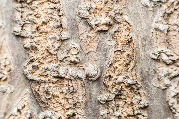 Tree Bark Background Texture Close Up