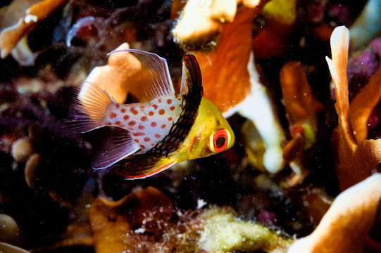 sphaeramia nematoptera pajama cardinal fish kapoposang diver