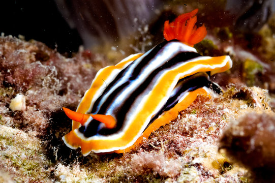 chromodoris nudibranch kapoposang indonesia diver scuba
