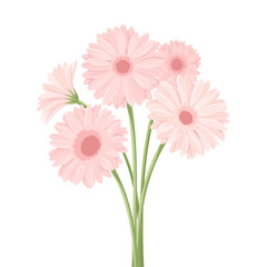 Bouquet of pink gerbera flowers. Vector illustration.