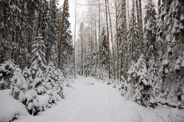 Winter Forest