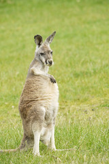 Portrait of a Wallaby 