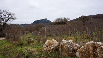 Wineyard in the winter