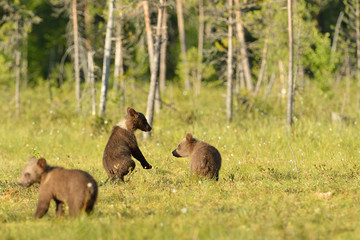Brown bear cubs playing in the bog