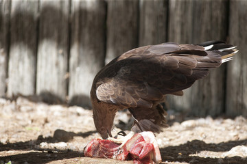 bird of prey that eat meat
