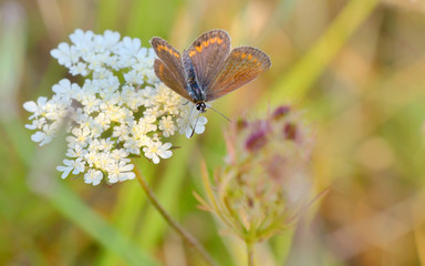 Butterfly Polyommatus Icarus
