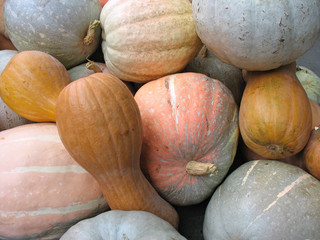 A bunch of pumpkin harvest