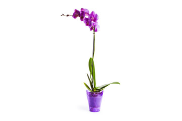 Fototapeta na wymiar violet orchid flowers