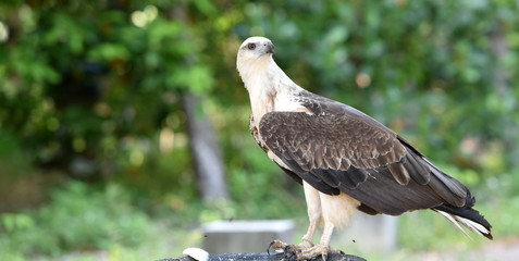 aigle