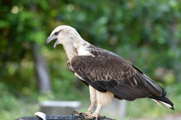 aigle