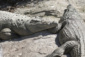 crocodile at the zoo