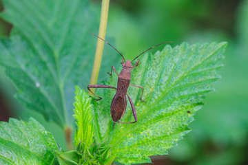 insect in nature background