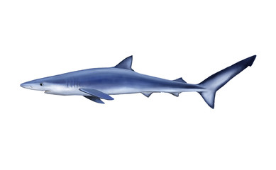 Naklejka premium Blue shark, tintorera