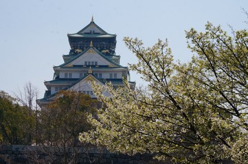 Fototapeta premium 春の大阪城