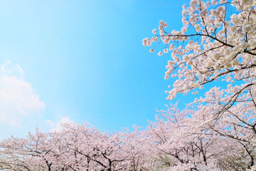 桜・青空