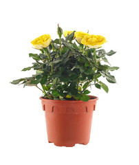 Fototapeta premium Beautiful pot of roses plant isolated on white