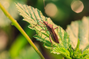 insect in nature background