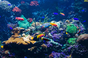 Fototapeta na wymiar tropical fishes meet in blue coral reef sea water aquarium. Unde