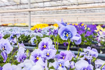 Foto op Plexiglas Blooming viola flowers in a greenhouse © Martin Bergsma