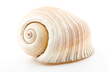 Ocean Shell