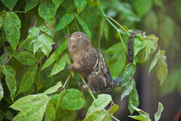 Pygmy marmoset (Cebuella pygmaea) closeup