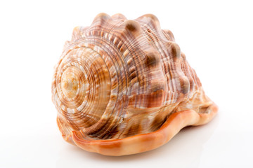 Ocean Shell