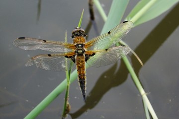 Large dragonfly
