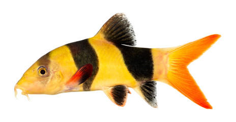 Fototapeta premium Clown loach fish