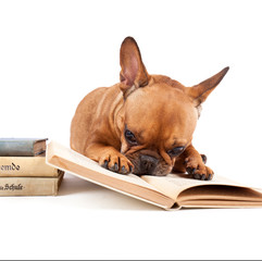 Nase in die Bücher stecken