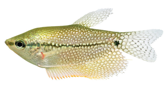 Lace Gourami fish (Pearl Gourami)