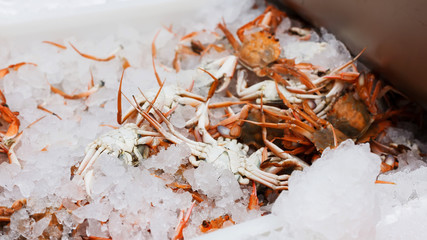 Fresh crabs packed in the ice