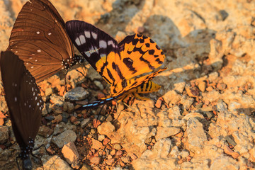 Close up of moth