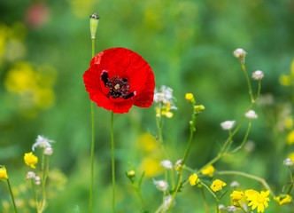 Red Poppy Isolated on Green Background