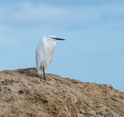 Little Egret Standing on Rock