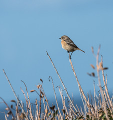 Stonechat