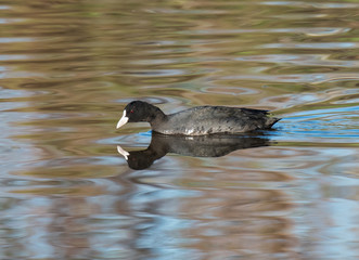 Coot Swimming