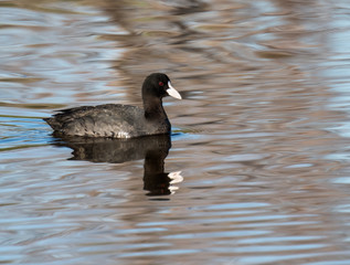 Coot Swimming