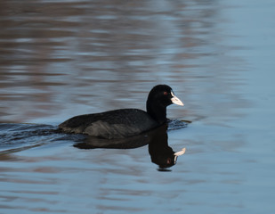 Coot Swimming